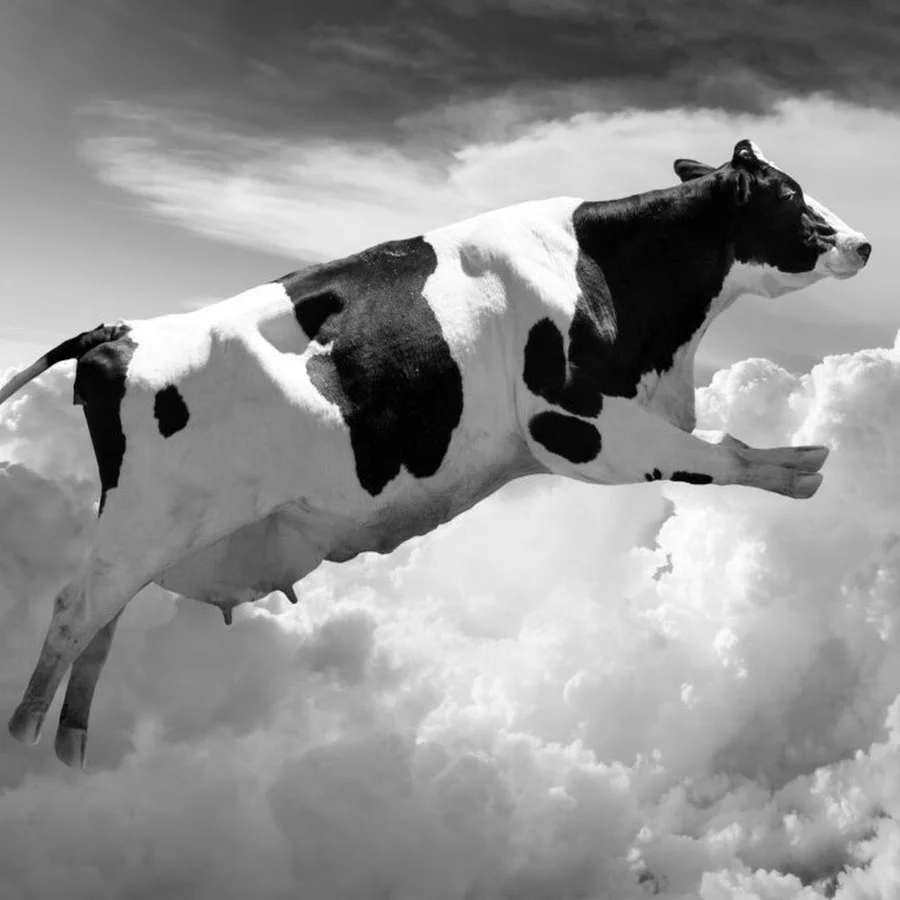 Корова в прыжке